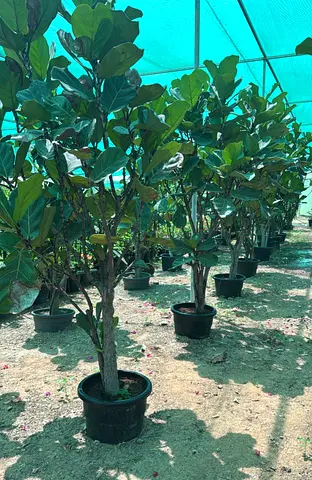 Large Fiddle Leaf Fig Trees - Healthy Shade-Grown