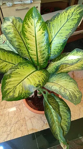 Healthy Potted Dieffenbachia Indoor Plant