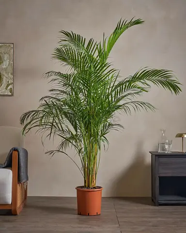 Large Areca Palm Indoor Plant in Plastic Pot - Healthy, Lush Foliage(170cm)