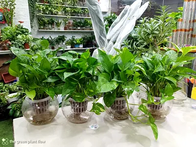 Pothos in Glass Hydroponic Bowls - Healthy Indoor Plants