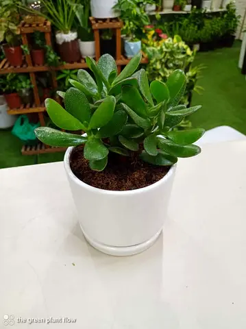 Healthy Jade Plant (Crassula) in White Ceramic Pot - Ready to Decorate