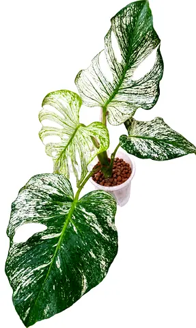 Variegated Devil Monstera Plant - Healthy Indoor Houseplant