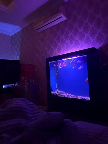 Large aquarium fish tank