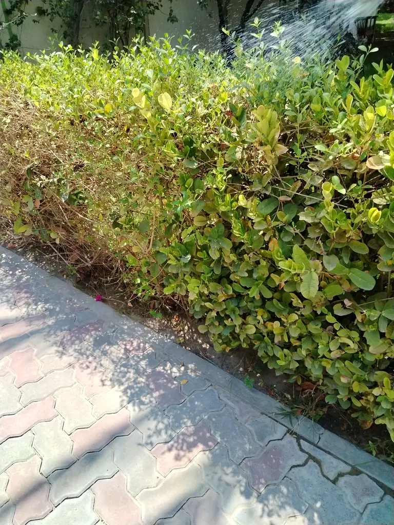DPV_View_Image_0