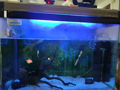 Complete 4ft Aquarium(80cm long) Tank with Fish and Equipment - Ready to Move