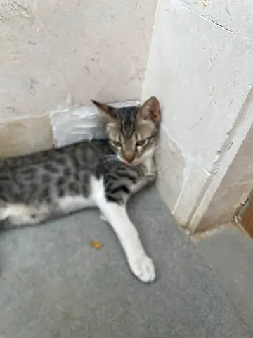 Young tabby kitten looking for a new home (friendly, indoor)
