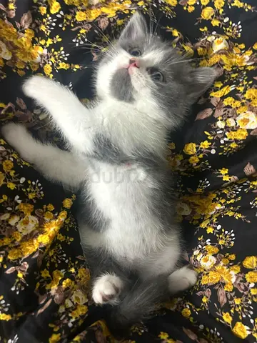 Britishshorthaired kitten 2 month old grey and white color. Cute cat