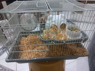 Hamster cage for sale