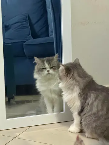 Friendly 2 long-haired cats looking for a new home