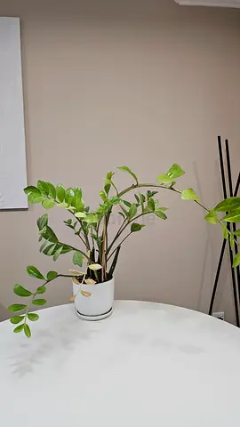 Indoor plant with pot