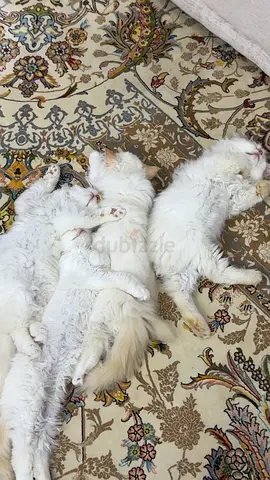 Cats for adoption