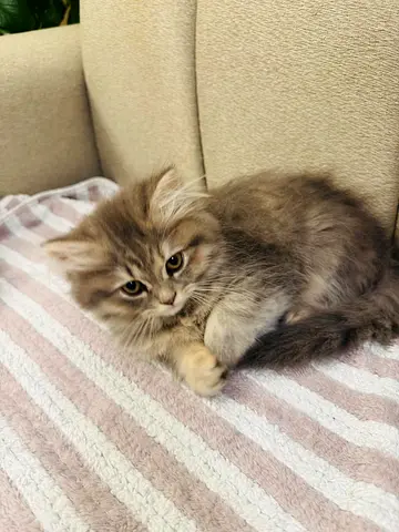 6 weeks Cat kittens for adoption