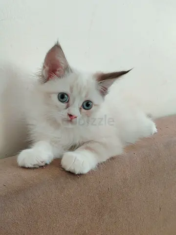 Pure Ragdoll Kittens