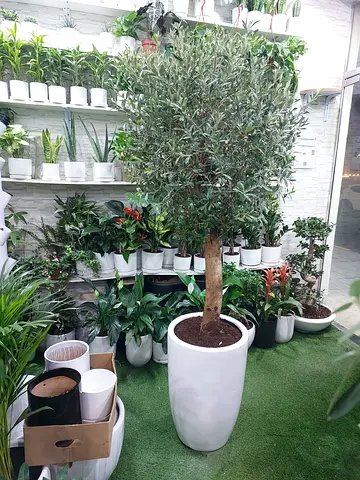 Large Potted Olive Tree in White Ceramic Planter