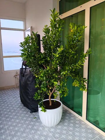 Outdoor citrus tree - healthy & fruiting