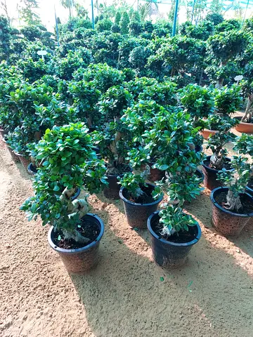 Ficus Bonsai Plant Indoor
