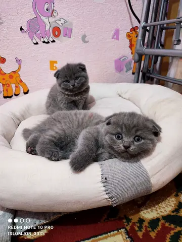 Scottish fold kittens