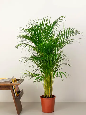Areca Palm – Butterfly Palm Indoor Plants (150cm)
