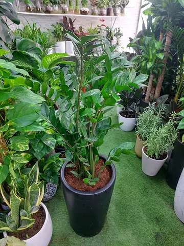 Healthy ZZ Plant (Zamioculcas zamiifolia) in 35cm Pot - Indoor Low-Light