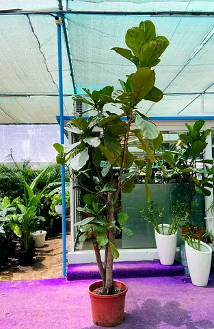 Fiddle Leaf Fig (Ficus lyrata) Indoor potted tree — healthy, approx(250cm)