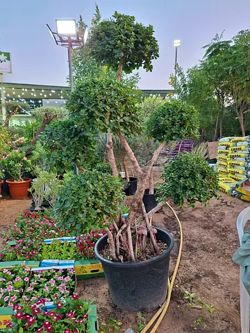 Large potted garden shrubs (multi-stem topiary-style) - ready to plant