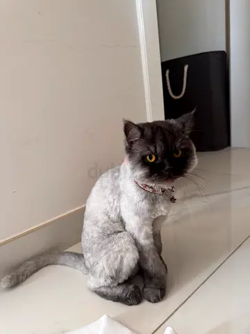 Beautiful grey cat for adoption