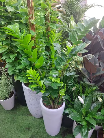 Healthy indoor ZZ plant in tall white pot - Ready to move