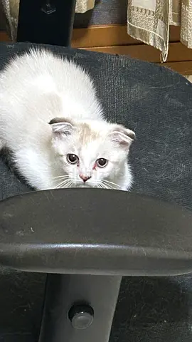 Young saimalies Fold kitten — friendly, indoor-only (seeking new home)