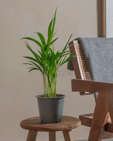 Areca Palm Indoor Potted Plant - Healthy Small (40cm)