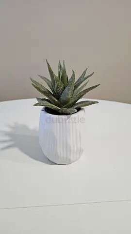 Crate&Barrel - Small potted succulent in white ceramic pot