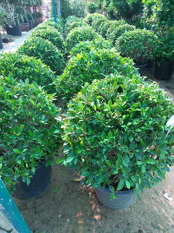 Potted round topiary shrubs - healthy evergreen plant - Outdoor plant