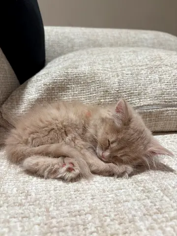 Kitten