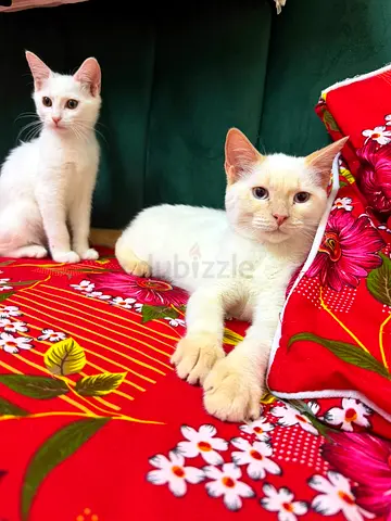 Cats for adoption