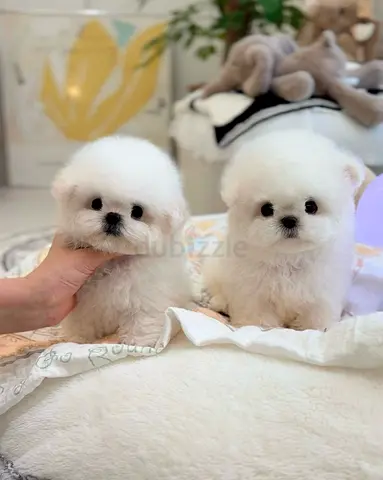 Two fluffy white Pomeranian puppies available