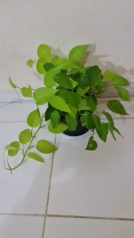 Small potted indoor golden pothos (neon) - healthy, ready to rehome