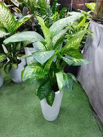 Large Dieffenbachia (Dumb Cane) Indoor Plant in Tall White Pot