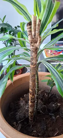 Indoor Potted Plant