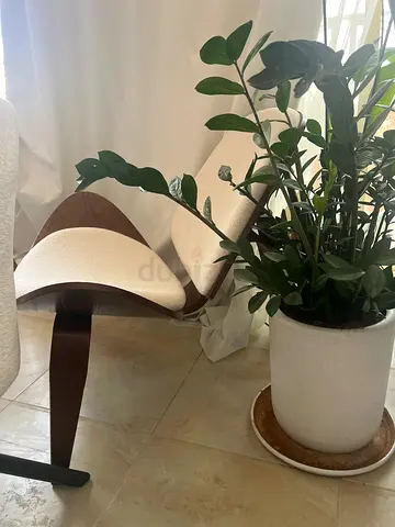 4 Large Indoor Plants with Pots – Monstera, Strelitzia, Dracaena & ZZ Plant