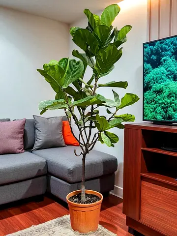 Fiddle Leaf Fig (Large Potted Indoor Plant) - Healthy, Ready to Move(160cm)