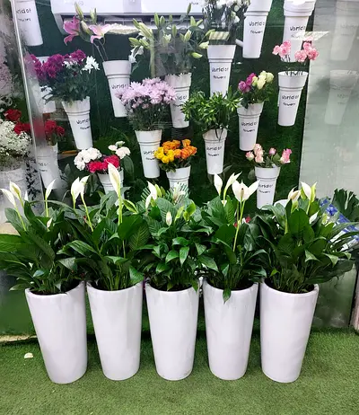 Peace Lily (Spathiphyllum) - Healthy Potted Plant