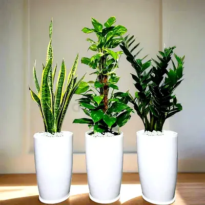 Three Indoor Potted Plants Set — Snake Plant, Pothos, and ZZ Plant in White Pots