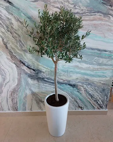 Potted Olive Tree in Tall White Planter