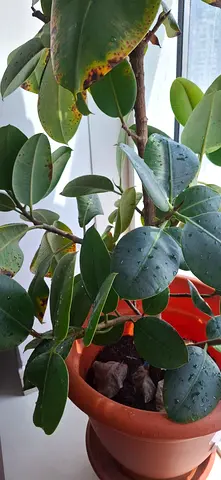 Rubber Plant in Plastic Pot (Indoor Houseplant)