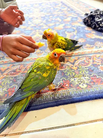 Sun Cunore chicks