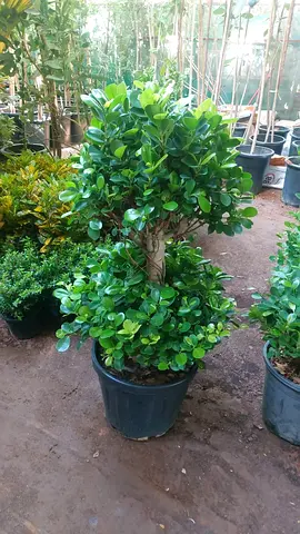 Potted Braided Trunk Ficus / Topiary Plant - Healthy Green Indoor/Outdoor