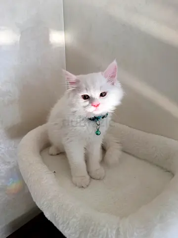 Young white kitten looking for a loving home