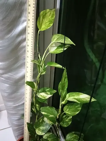 Money Plant for sale