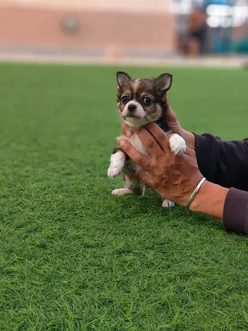 Pets  for adoption