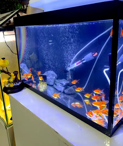 Aquarium Tank with 21 Healthy Goldfish