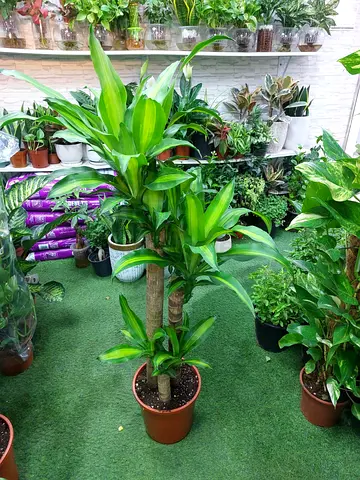 Healthy Dracaena (Corn Plant) on Trunk - 3-stem indoor plant